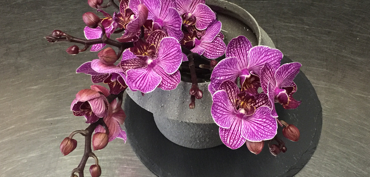 orchidee_viola_compo