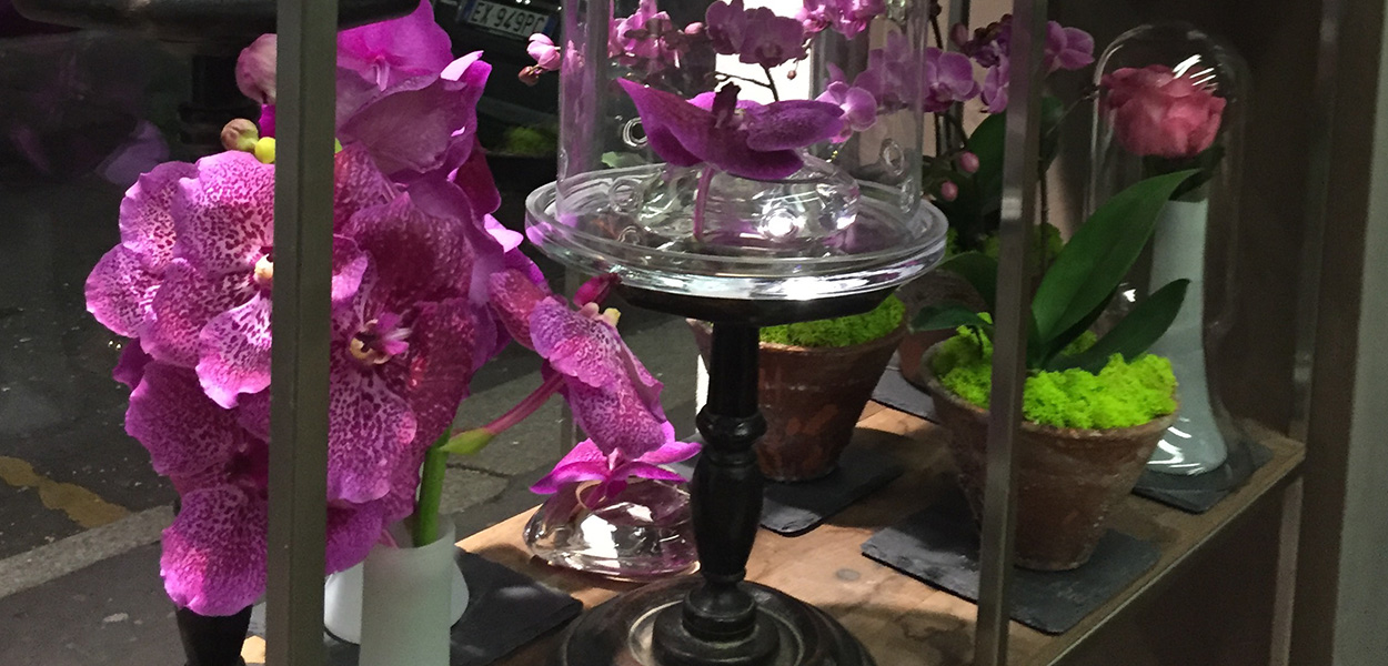 store_window_orchids